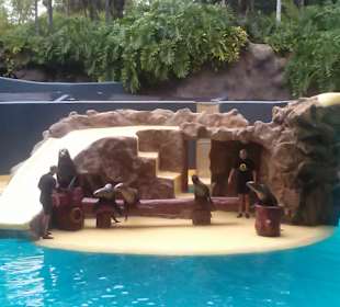 Pokaz lwów morskich