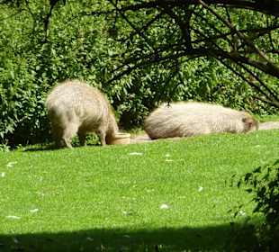 Wasserschweine an Land