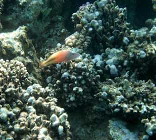 Gestreifter-Korallenwächter