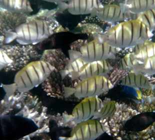 Kleiner Fischschwarm