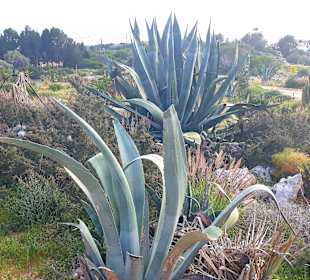 Kakteengarten am Skulpturenpark