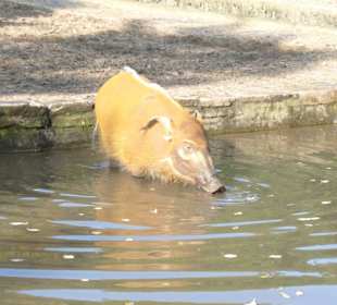 Warzenschwein im Zoo Duisburg