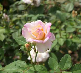 Unterwegs im Stadtgarten von Aachen