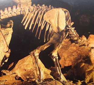 Eiszeitbär Bärenhöhle