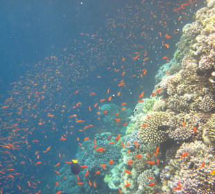 Viele Juwelen-Fahrenbarsche am Außenriff