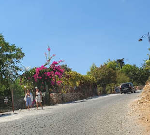 Immer wieder blühende Bäume