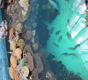 Kleines Becken im Ozenarium