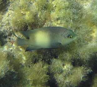 Schwarz-Weißer Gregory