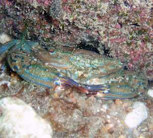 Krabbe am Hausriff Coral Cove Chalet