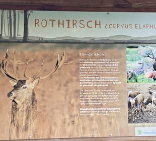 Über das Rotwild