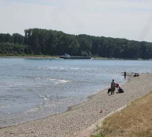 Am Rhein in Germersheim Niedrigwasser