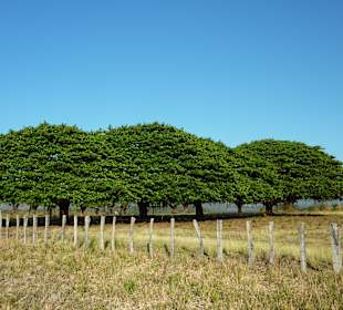 Herrliche Baumgruppe