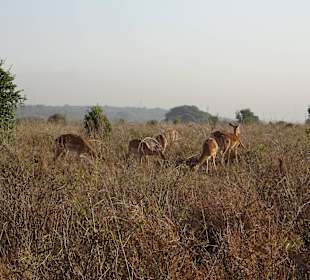 Löwenfutter im Nairobi Nationalpark