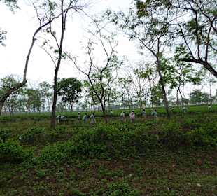 Teeplantage von Sukna