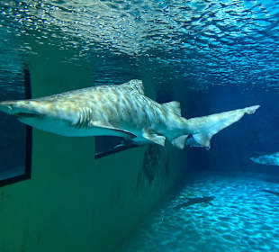 Meeresaquarium
