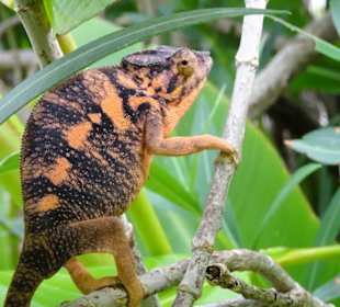 Im Jardin d´Eden ein häufiger Gast