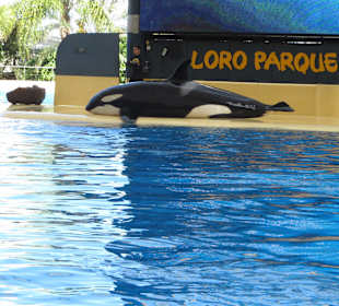 Orca im Loro Park Teneriffa