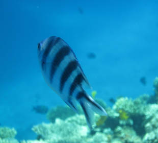 Bunte Fische beim Schnorcheln