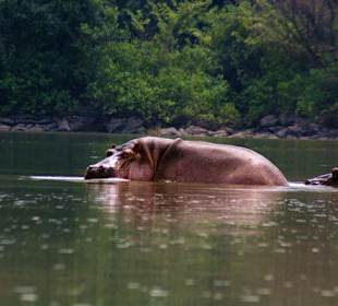 Hippos near mole park