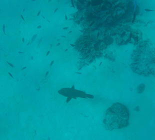 Ausflug Giftun - Napoleonfisch