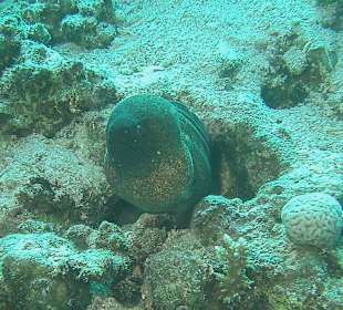 Tauchen bei der Dive Connection