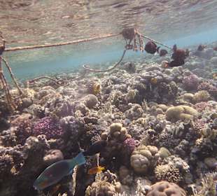 Schnorcheln Makadi Bay