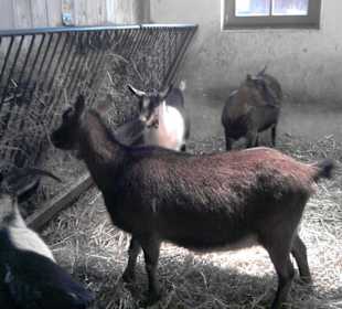 Der Bauernhofbereich mit Streichelzoo