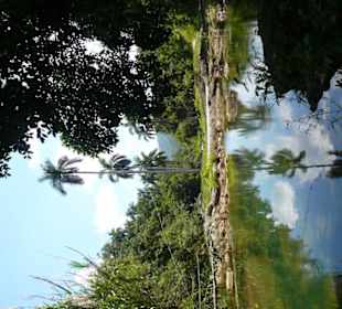 Dschungel und Natur pur