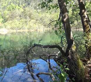 Thumsee 