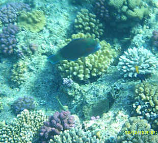 Tauchen Marsa Alam