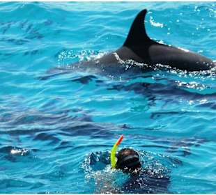 Ausflüge in Hurghada-Delfinschwimmen Rotes Meer