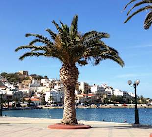 Palme an der Promenade von Sitia