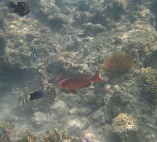 Korallenriff rechts hinter der Hotelgrenze