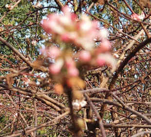 Auch in Blüte