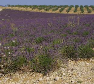 Lavendelfelder