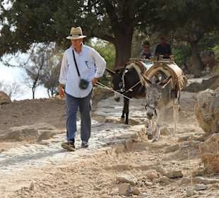 Esel in Lindos
