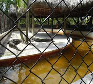 Everglades Safari Park