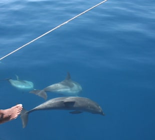 Katamaran-Tour Santa Maria