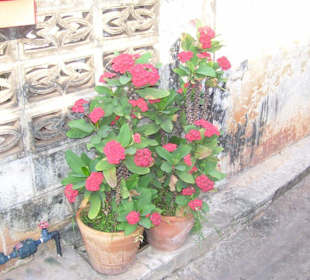 Blumen