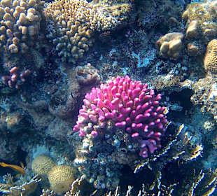 Schnorcheln Marsa Alam