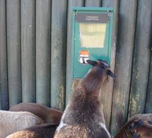 Die gierigen Ziegen im Tierpark Hellabrunn München