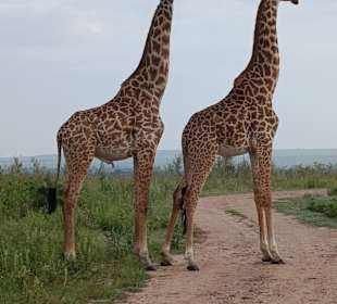 Giraffen 