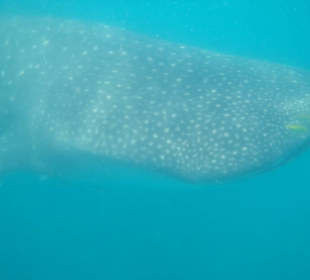 Walhai (Mafia-Island)