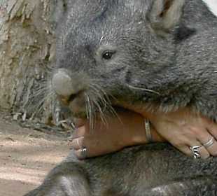 Wombat