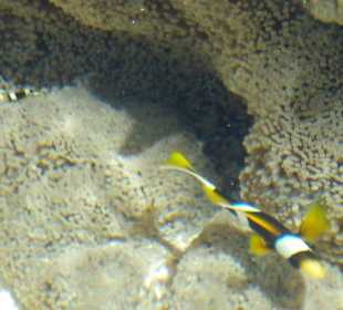 Suchbild: Nemo mit Papa