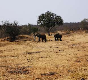 Safari Tour Timbavati