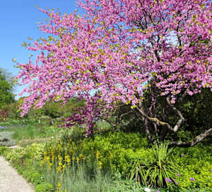 Der Berggarten im Monat Mai - ein Blütentraum