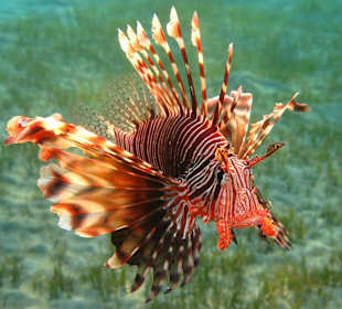 Schnorcheln am Hausriff