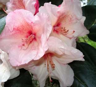 Impressionen aus dem Rhododendronpark Gristede