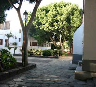 Benjamin Ficus "Bäumchen"